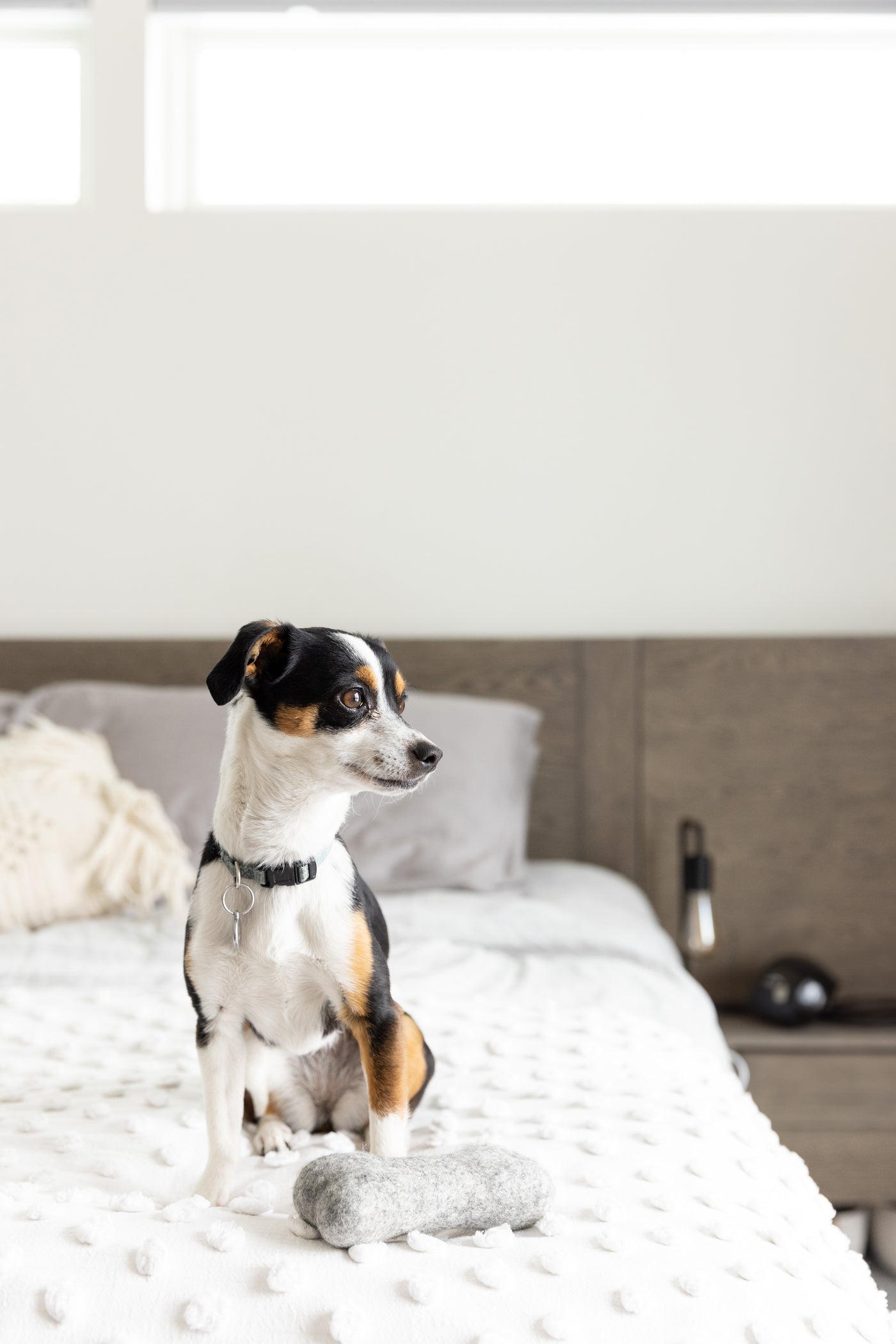 Felt Dog Bone Toy