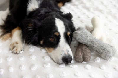 Felt Dog Bone Toy