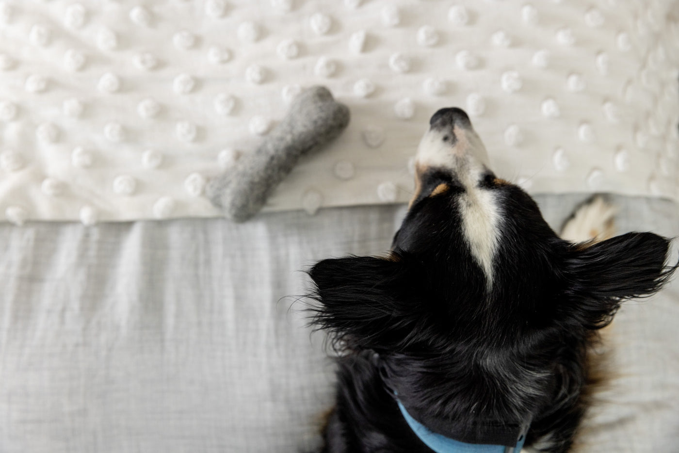Felt Dog Bone Toy