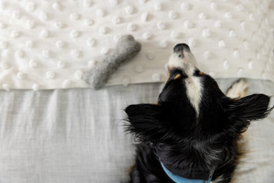 Felt Dog Bone Toy