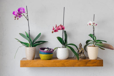*PREORDER* Felt Bowl