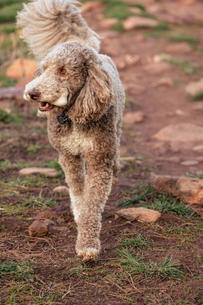 Felt Dog Bone Toy