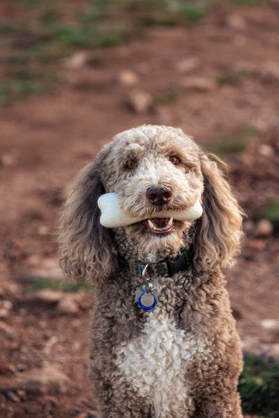 Felt Dog Bone Toy