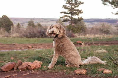 Felt Dog Bone Toy