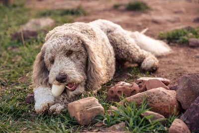 Felt Dog Bone Toy
